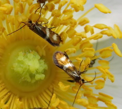 Micropterix maschukella