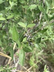 Coptosperma zygoon