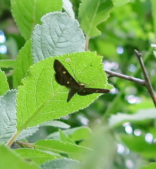 Dolicharthria stigmosalis