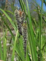 Carex buekii