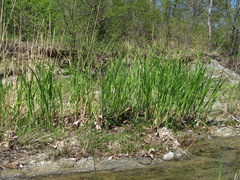 Carex buekii
