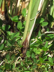 Carex buekii