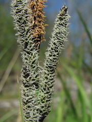 Carex buekii