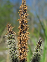 Carex buekii
