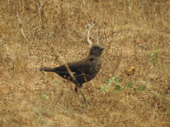 Myrmecocichla aethiops