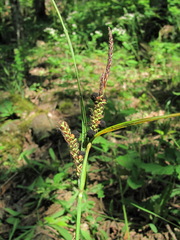 Carex halophila
