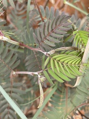 Chamaecrista biensis