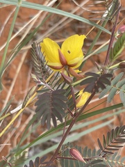 Chamaecrista biensis