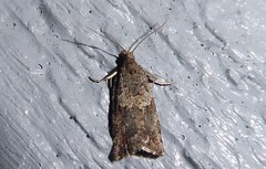 Harmologa