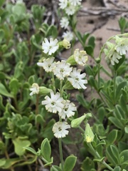 Silene crassifolia