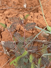 Chamaecrista biensis