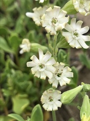 Silene crassifolia