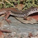 Karoo Sandveld Lizard - Photo (c) Berkeley Lumb, some rights reserved (CC BY-NC), uploaded by Berkeley Lumb