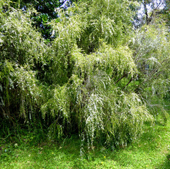 Astartea fascicularis