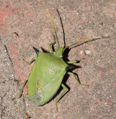 Biprorulus bibax