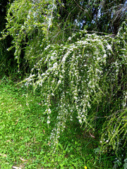 Astartea fascicularis