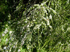 Astartea fascicularis