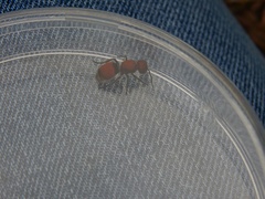 Pseudomethoca propinqua