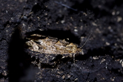 Lysiphragma epixyla