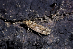Lysiphragma epixyla