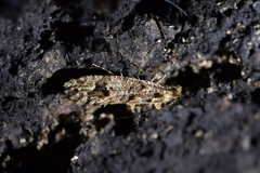 Lysiphragma epixyla
