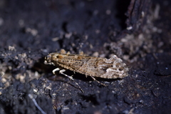 Lysiphragma epixyla