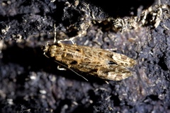 Lysiphragma epixyla
