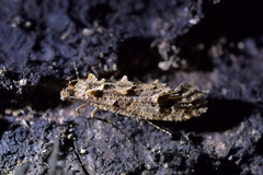 Lysiphragma epixyla