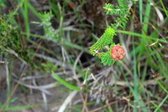 Erica cerinthoides