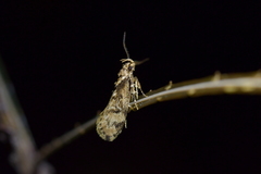 Atomotricha exsomnis