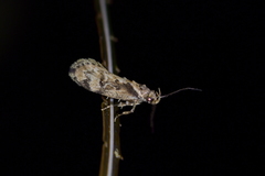 Atomotricha exsomnis