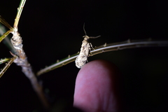 Atomotricha exsomnis