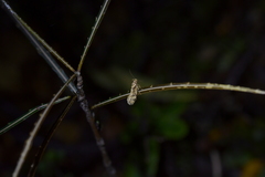 Atomotricha exsomnis