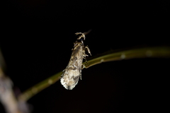 Atomotricha exsomnis
