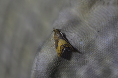 Glaucocharis chrysochyta