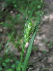 Carex depauperata