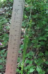 Carex depauperata