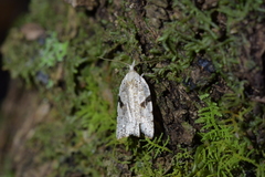Leucotenes coprosmae