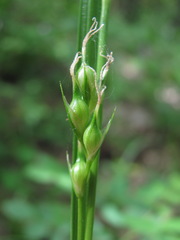 Carex depauperata