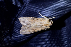 Ichneutica mollis