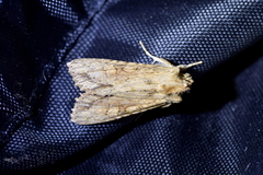 Ichneutica mollis