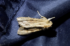 Ichneutica mollis