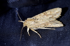 Ichneutica mollis
