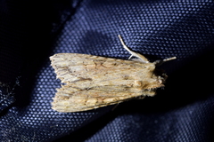 Ichneutica mollis