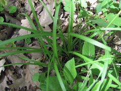 Carex depauperata