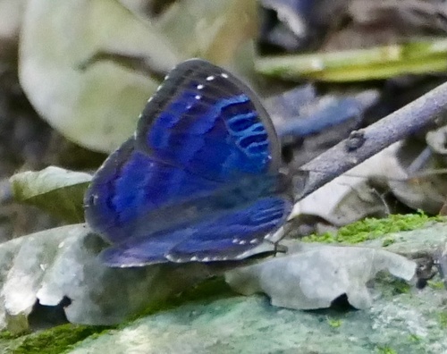 Common Nymph