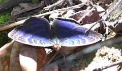 Euriphene barombina