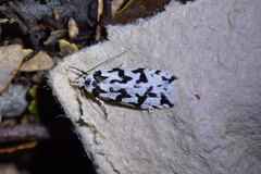 Izatha acmonias
