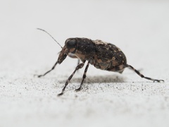 Tropiderini