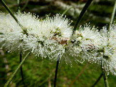 Melaleuca teretifolia